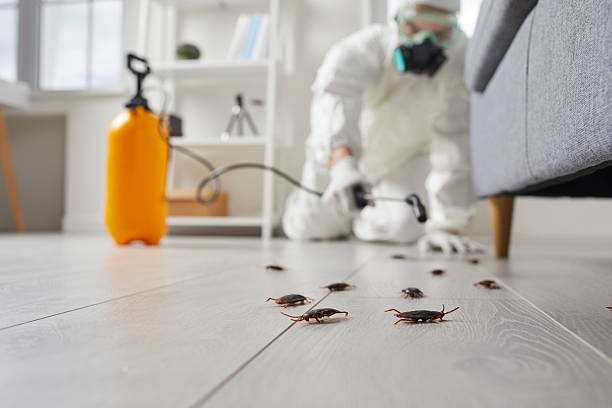 Post-Treatment Bed Bug Interceptor Monitoring in Crystal Lake
